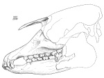 Miotapirus harrisonensis