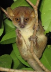 Microcebus danfossi