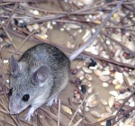 Mus cypriacus