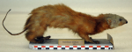 Mustela nudipes