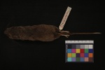 Nelsonia neotomodon