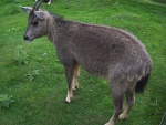 Naemorhedus griseus