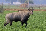 Нильгау