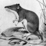 Nilopegamys ceramicus