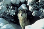 Canis lupus irremotus