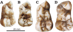 Ailuropoda wulingshanensis