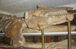 Orcinus citoniensis