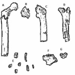 Orrorin tugenensis