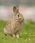 Кролик декоративный, Oryctolagus cuniculus (Вид)