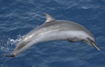 Stenella attenuata