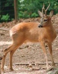 Косуля сибирская