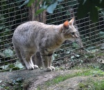 Кошка берберская