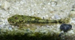 Parotocinclus jumbo