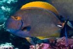 Acanthurus dussumieri (Вид)