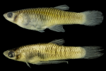 Phalloceros harpagos