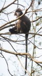 Trachypithecus phayrei