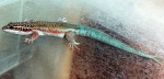 Phelsuma barbouri