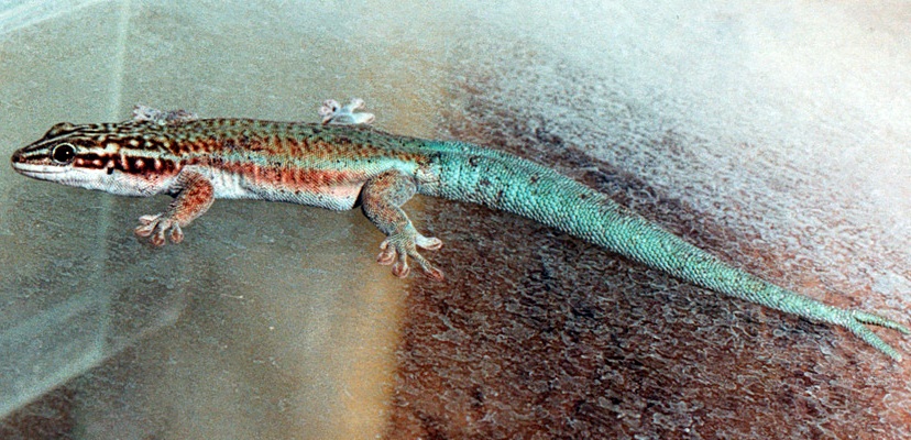 Phelsuma barbouri