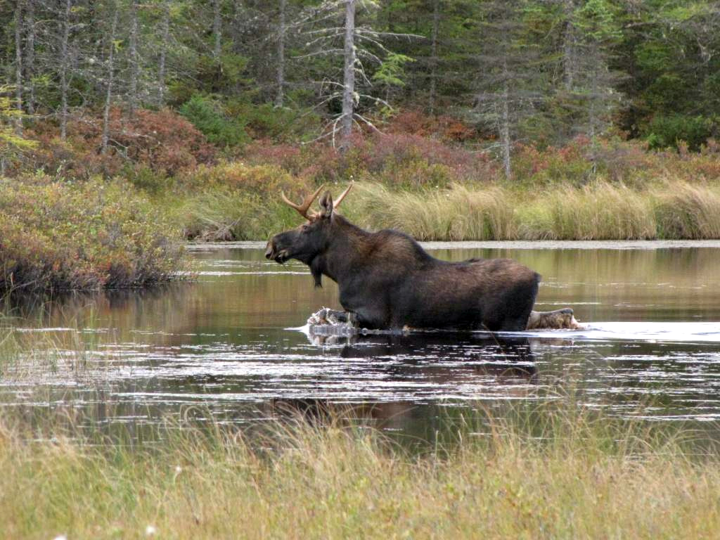 Американский лось