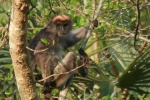 Piliocolobus rufomitratus
