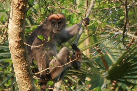 Piliocolobus rufomitratus
