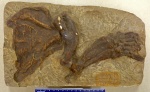 Pithanotaria starri