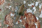 Exilisciurus exilis