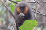 Plecturocebus bernhardi