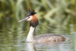 Чомга (большая поганка), Podiceps cristatus (Вид)