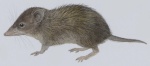 Минданаоская гимнура