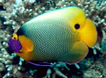 Pomacanthus xanthometopon (Вид)