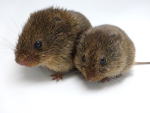 Microtus ochrogaster