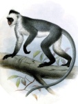 Presbytis hosei