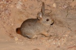 Pronolagus saundersiae