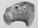 Protodobenus japonicus