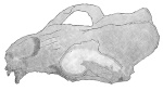 Prototaria primigena