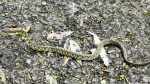 Pseudoxenodon stejnegeri