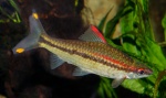 Sahyadria denisonii