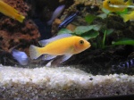 Maylandia estherae