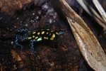 Ranitomeya