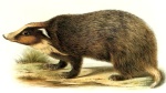 Arctonyx albogularis