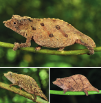 Rhampholeon uluguruensis