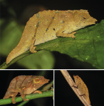 Rhampholeon waynelotteri