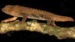 Rhampholeon tilburyi