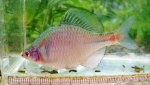 Rhodeus smithii