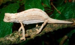 Rieppeleon kerstenii