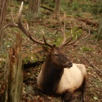 Cervus canadensis roosevelti