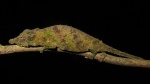 Rhampholeon spinosus