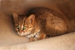 Ржавая кошка