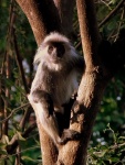Trachypithecus germaini